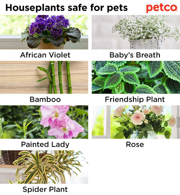 House plants that are safe store for dogs